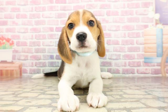 北海道のビーグル (Coo&RIKU北見店/2025年6月17日生まれ/男の子/ブラックタンホワイト)の子犬