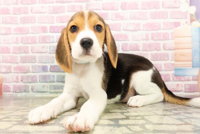 北海道のビーグル (Coo&RIKU北見店/2025年6月17日生まれ/男の子/ブラックタンホワイト)の子犬の2枚目の画像