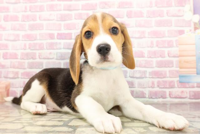 北海道のビーグル (Coo&RIKU北見店/2025年6月17日生まれ/男の子/ブラックタンホワイト)の子犬の3枚目の画像