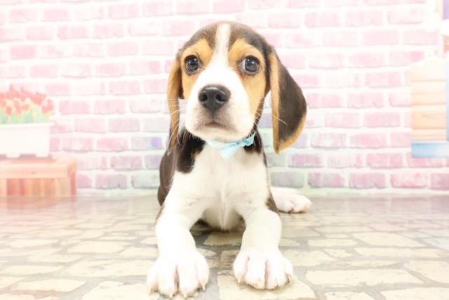 北海道のビーグル (Coo&RIKU室蘭店/2025年6月17日生まれ/男の子/ブラックタンホワイト)の子犬