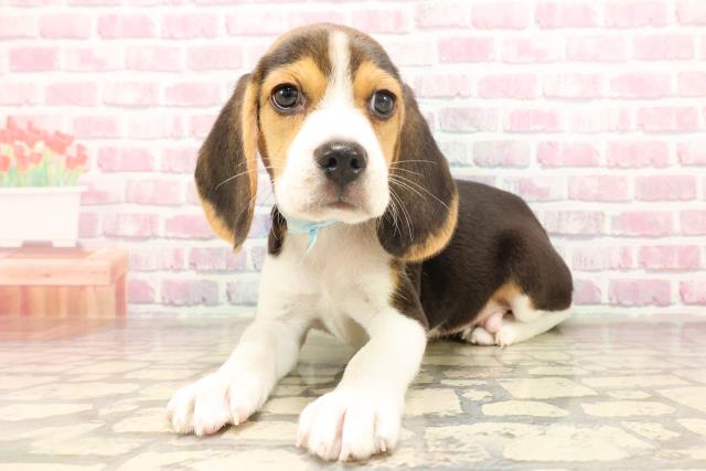 北海道のビーグル (Coo&RIKU室蘭店/2025年6月17日生まれ/男の子/ブラックタンホワイト)の子犬の2枚目の画像
