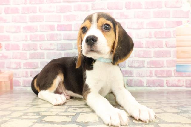 北海道のビーグル (Coo&RIKU室蘭店/2025年6月17日生まれ/男の子/ブラックタンホワイト)の子犬の3枚目の画像