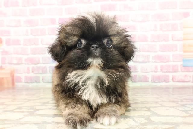 新潟県のペキニーズ (Coo&RIKUイオンモール新発田店/2025年6月5日生まれ/男の子/フォーン)の子犬の1枚目の画像