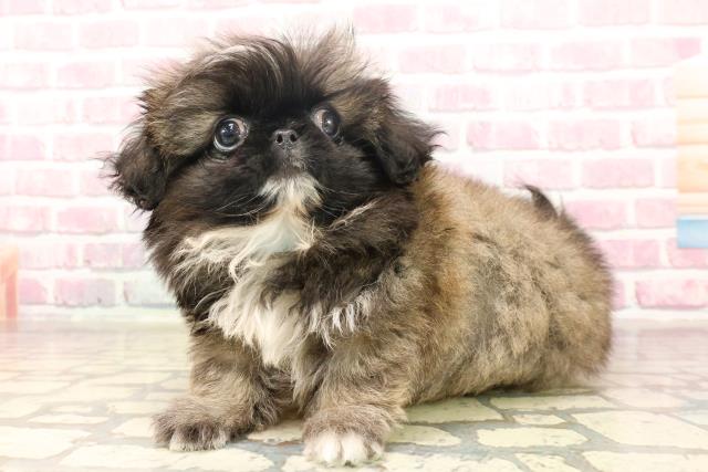 新潟県のペキニーズ (Coo&RIKUイオンモール新発田店/2025年6月5日生まれ/男の子/フォーン)の子犬の2枚目の画像