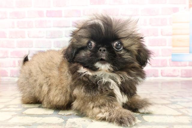 新潟県のペキニーズ (Coo&RIKUイオンモール新発田店/2025年6月5日生まれ/男の子/フォーン)の子犬の3枚目の画像
