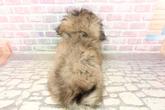 新潟県のペキニーズ (Coo&RIKUイオンモール新発田店/2025年6月5日生まれ/男の子/フォーン)の子犬の4枚目の画像