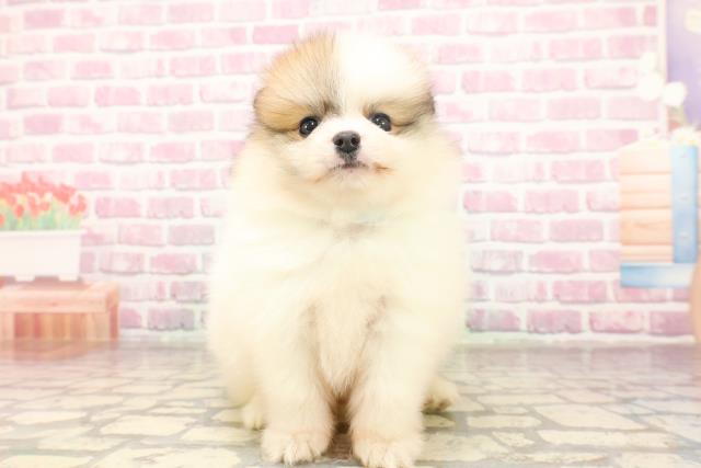 栃木県のポメラニアン (Coo&RIKUFKDインターパーク店/2025年6月15日生まれ/男の子/パーティーカラー)の子犬の1枚目の画像