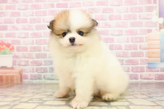 栃木県のポメラニアン (Coo&RIKUFKDインターパーク店/2025年6月15日生まれ/男の子/パーティーカラー)の子犬の2枚目の画像