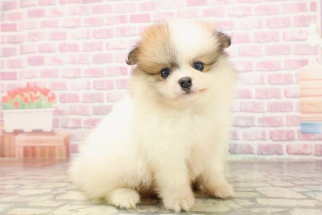 栃木県のポメラニアン (Coo&RIKUFKDインターパーク店/2025年6月15日生まれ/男の子/パーティーカラー)の子犬の3枚目の画像