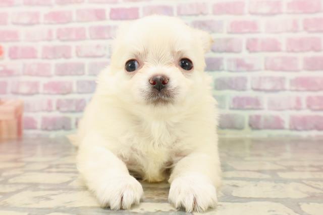 長野県のチワワ(ロング) (Coo&RIKU長野店/2025年6月15日生まれ/男の子/クリーム)の子犬の1枚目の画像