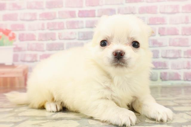 長野県のチワワ(ロング) (Coo&RIKU長野店/2025年6月15日生まれ/男の子/クリーム)の子犬の3枚目の画像