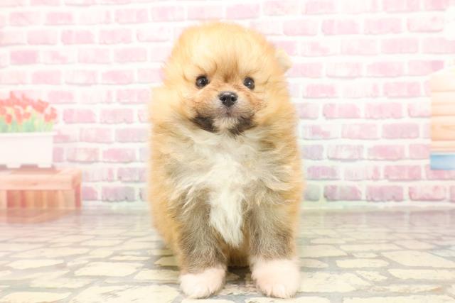 栃木県のポメラニアン (Coo&RIKUFKDインターパーク店/2025年6月17日生まれ/男の子/オレンジ)の子犬の1枚目の画像