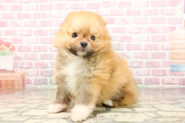 栃木県のポメラニアン (Coo&RIKUFKDインターパーク店/2025年6月17日生まれ/男の子/オレンジ)の子犬の2枚目の画像
