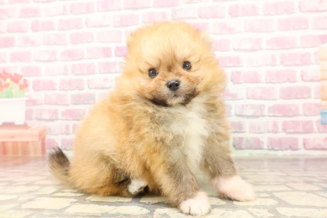 栃木県のポメラニアン (Coo&RIKUFKDインターパーク店/2025年6月17日生まれ/男の子/オレンジ)の子犬の3枚目の画像