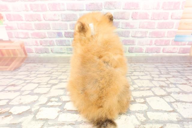 栃木県のポメラニアン (Coo&RIKUFKDインターパーク店/2025年6月17日生まれ/男の子/オレンジ)の子犬の4枚目の画像