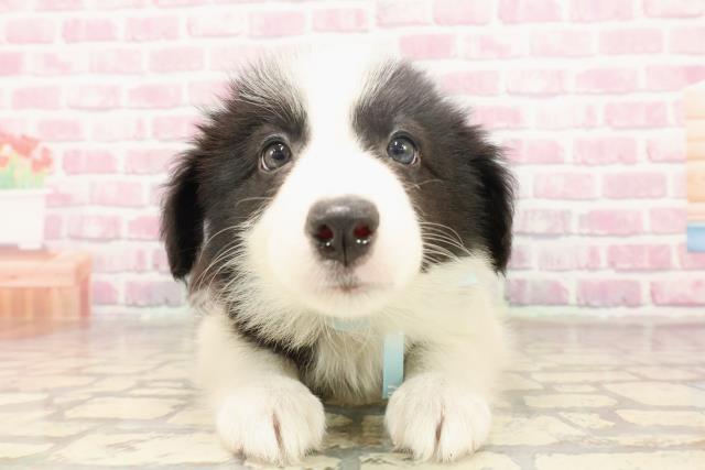 秋田県のボーダーコリー (Coo&RIKU秋田店/2025年6月11日生まれ/男の子/ブラックホワイト)の子犬の1枚目の画像