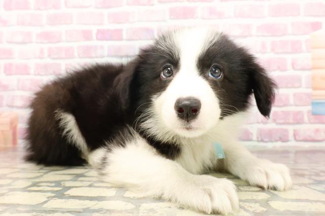 秋田県のボーダーコリー (Coo&RIKU秋田店/2025年6月11日生まれ/男の子/ブラックホワイト)の子犬の3枚目の画像