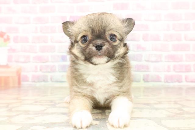 富山県のチワワ(ロング) (Coo&RIKU富山店/2025年6月16日生まれ/男の子/フォーンホワイト)の子犬の1枚目の画像