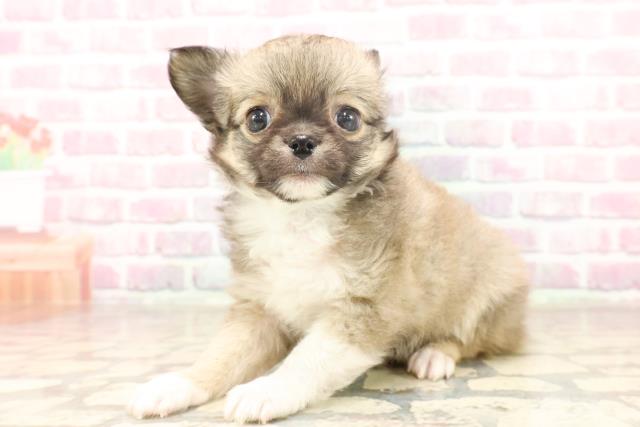 富山県のチワワ(ロング) (Coo&RIKU富山店/2025年6月16日生まれ/男の子/フォーンホワイト)の子犬の2枚目の画像