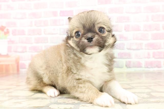 富山県のチワワ(ロング) (Coo&RIKU富山店/2025年6月16日生まれ/男の子/フォーンホワイト)の子犬の3枚目の画像