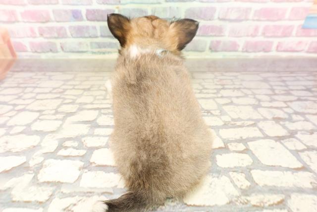 富山県のチワワ(ロング) (Coo&RIKU富山店/2025年6月16日生まれ/男の子/フォーンホワイト)の子犬の4枚目の画像