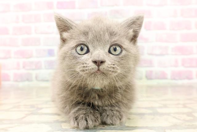 群馬県のマンチカン (Coo&RIKU前橋店/2025年6月17日生まれ/男の子/ブルーホワイト)の子猫の1枚目の画像