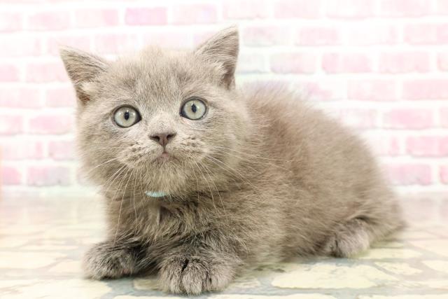 群馬県のマンチカン (Coo&RIKU前橋店/2025年6月17日生まれ/男の子/ブルーホワイト)の子猫の2枚目の画像