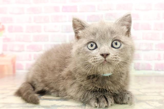 群馬県のマンチカン (Coo&RIKU前橋店/2025年6月17日生まれ/男の子/ブルーホワイト)の子猫の3枚目の画像