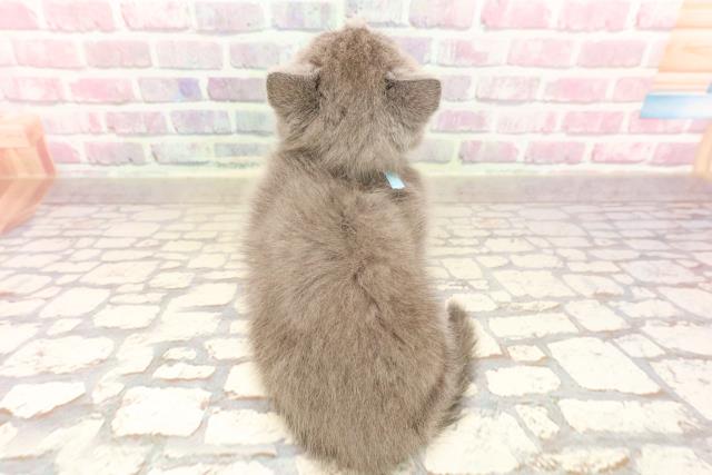 群馬県のマンチカン (Coo&RIKU前橋店/2025年6月17日生まれ/男の子/ブルーホワイト)の子猫の4枚目の画像