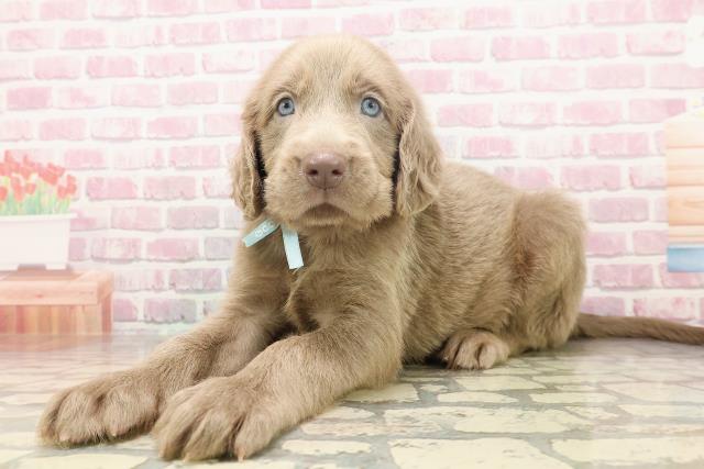 東京都のワイマラナー (Coo&RIKU足立本店/2025年6月12日生まれ/男の子/グレー)の子犬の2枚目の画像