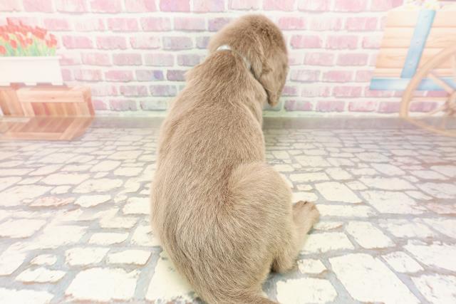 東京都のワイマラナー (Coo&RIKU足立本店/2025年6月12日生まれ/男の子/グレー)の子犬の4枚目の画像