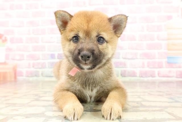 埼玉県の豆柴 (Coo&RIKUアニマルケアセンター大宮/2025年6月17日生まれ/女の子/赤)の子犬の1枚目の画像