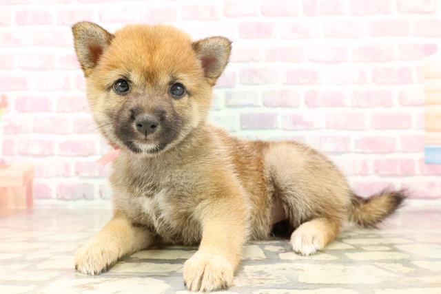 埼玉県の豆柴 (Coo&RIKUアニマルケアセンター大宮/2025年6月17日生まれ/女の子/赤)の子犬の2枚目の画像