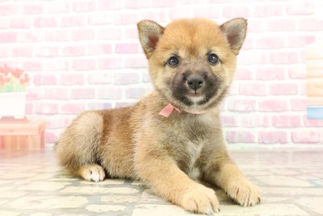 埼玉県の豆柴 (Coo&RIKUアニマルケアセンター大宮/2025年6月17日生まれ/女の子/赤)の子犬の3枚目の画像
