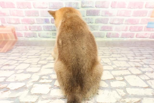 埼玉県の豆柴 (Coo&RIKUアニマルケアセンター大宮/2025年6月17日生まれ/女の子/赤)の子犬の4枚目の画像