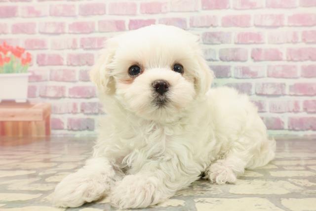 新潟県のマルチーズ (Coo&RIKU長岡店/2025年6月15日生まれ/男の子/ホワイト)の子犬の2枚目の画像
