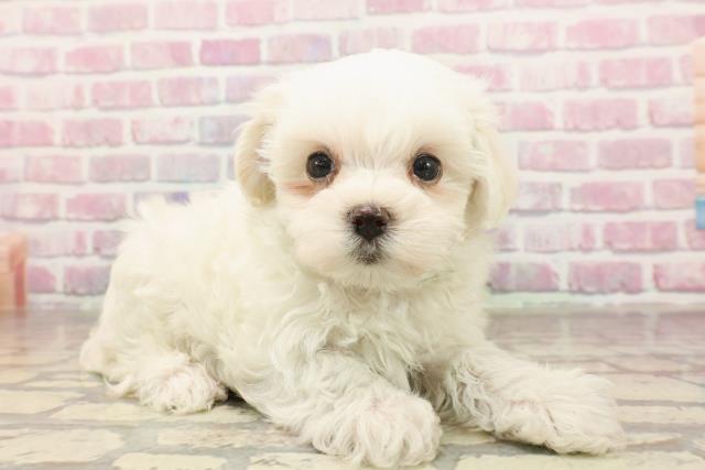 新潟県のマルチーズ (Coo&RIKU長岡店/2025年6月15日生まれ/男の子/ホワイト)の子犬の3枚目の画像