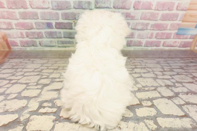 新潟県のマルチーズ (Coo&RIKU長岡店/2025年6月15日生まれ/男の子/ホワイト)の子犬の4枚目の画像