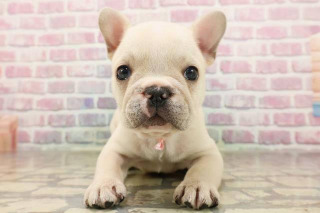 栃木県のフレンチブルドッグ (Coo&RIKUFKDインターパーク店/2025年6月16日生まれ/女の子/クリーム)の子犬の1枚目の画像