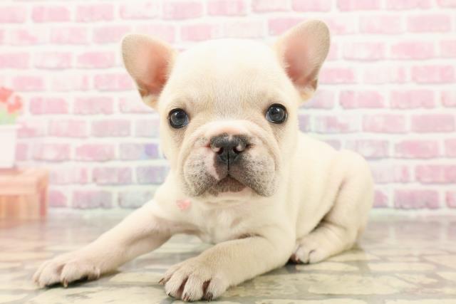 栃木県のフレンチブルドッグ (Coo&RIKUFKDインターパーク店/2025年6月16日生まれ/女の子/クリーム)の子犬の2枚目の画像