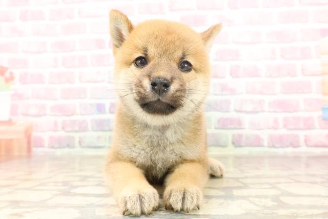 埼玉県の豆柴 (Coo&RIKUアニマルケアセンター大宮/2025年6月17日生まれ/男の子/赤)の子犬の1枚目の画像