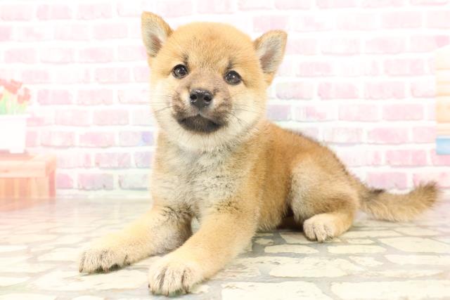 埼玉県の豆柴 (Coo&RIKUアニマルケアセンター大宮/2025年6月17日生まれ/男の子/赤)の子犬の2枚目の画像