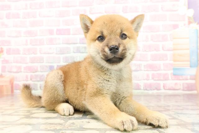 埼玉県の豆柴 (Coo&RIKUアニマルケアセンター大宮/2025年6月17日生まれ/男の子/赤)の子犬の3枚目の画像