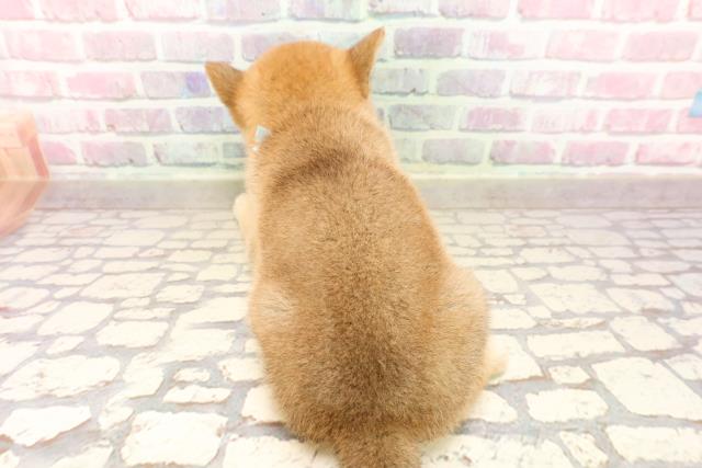 埼玉県の豆柴 (Coo&RIKUアニマルケアセンター大宮/2025年6月17日生まれ/男の子/赤)の子犬の4枚目の画像