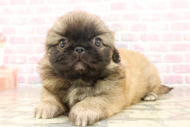 新潟県のペキニーズ (Coo&RIKU長岡店/2025年6月16日生まれ/男の子/フォーン)の子犬の2枚目の画像