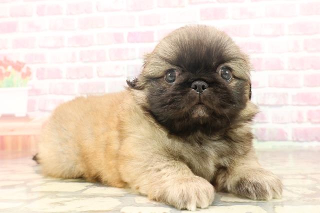 新潟県のペキニーズ (Coo&RIKU長岡店/2025年6月16日生まれ/男の子/フォーン)の子犬の3枚目の画像