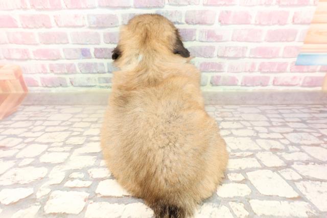 新潟県のペキニーズ (Coo&RIKU長岡店/2025年6月16日生まれ/男の子/フォーン)の子犬の4枚目の画像