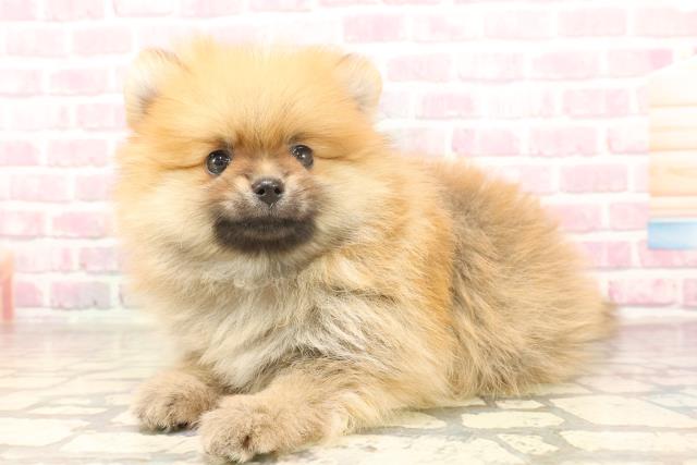 神奈川県のポメラニアン (Coo&RIKU秦野店/2025年6月16日生まれ/男の子/オレンジ)の子犬の2枚目の画像