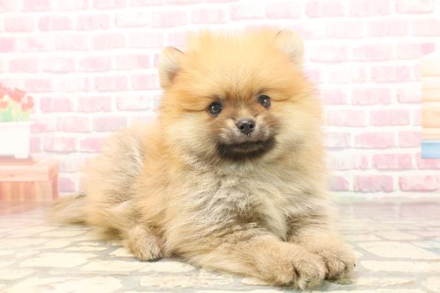 神奈川県のポメラニアン (Coo&RIKU秦野店/2025年6月16日生まれ/男の子/オレンジ)の子犬の3枚目の画像
