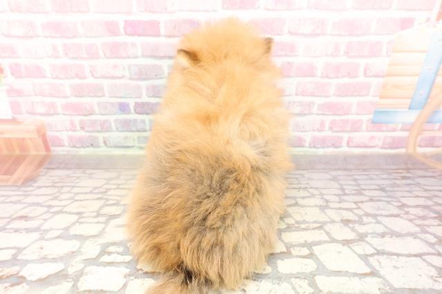 神奈川県のポメラニアン (Coo&RIKU秦野店/2025年6月16日生まれ/男の子/オレンジ)の子犬の4枚目の画像